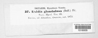 Exidia glandulosa image